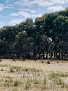 whatsapp image 2025 12 02 at 12.31.17 pm (2)